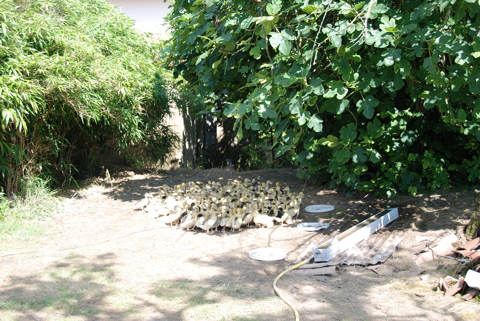 Combien De Temps Dure Le Gavage D Un Canard